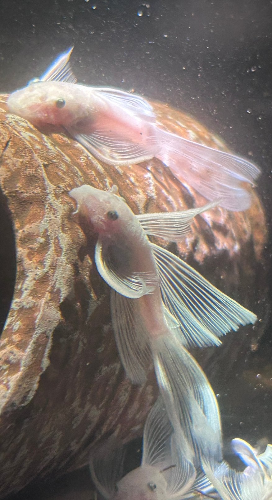 Ancistrus sp. L144 Snow White Longfin | Snow White Long fin, Vis, Zoetwatervis