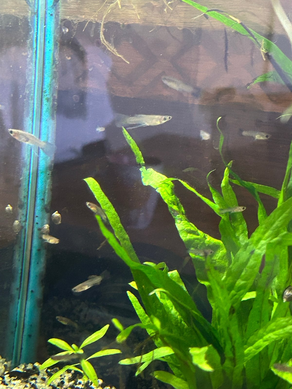 Jonge guppy’s, Vis, Zoetwatervis, Schoolvis
