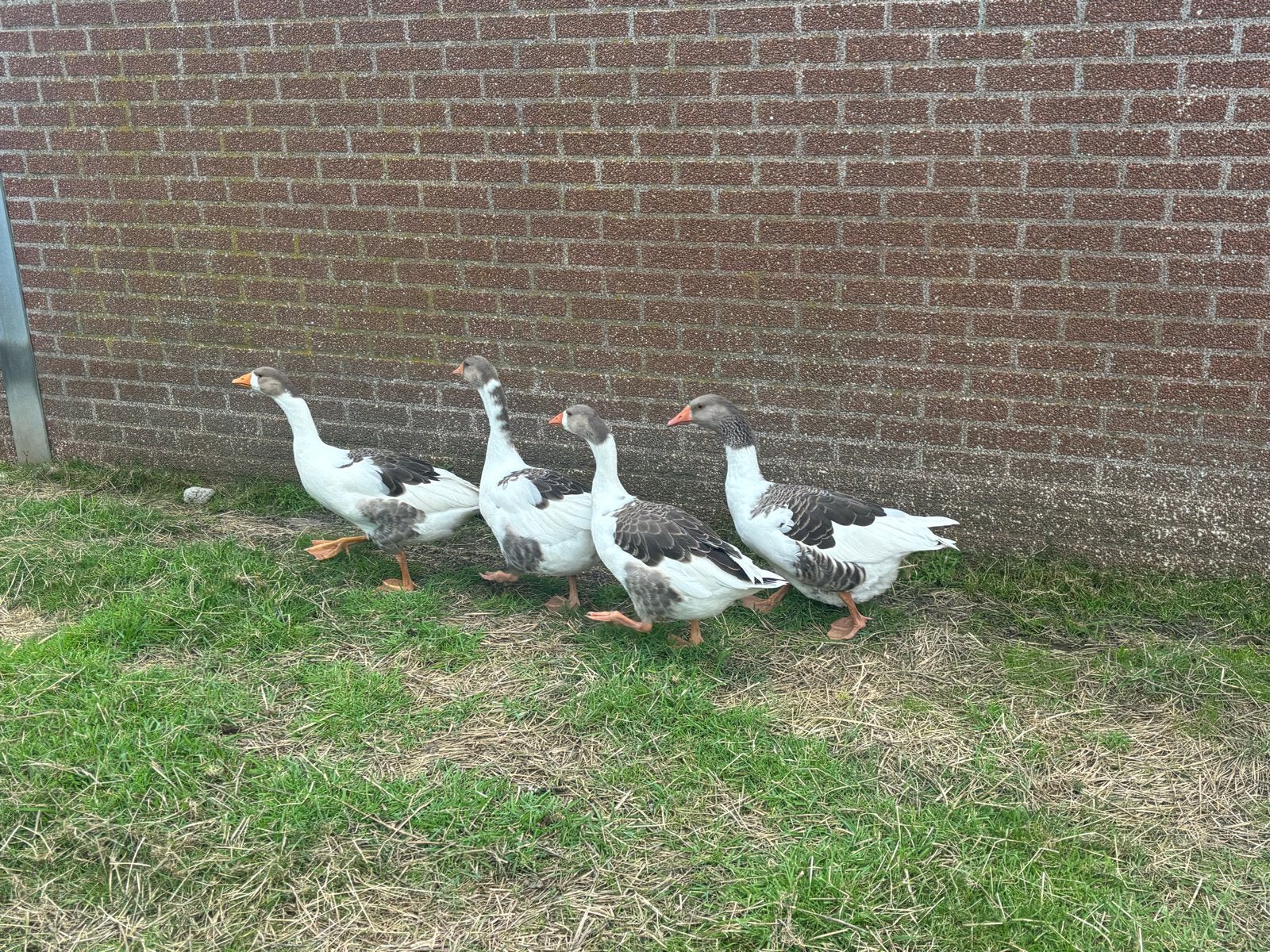 Twentse  land gans ganzen, Dieren en Toebehoren, Pluimvee, Meerdere dieren, Gans of Zwaan
