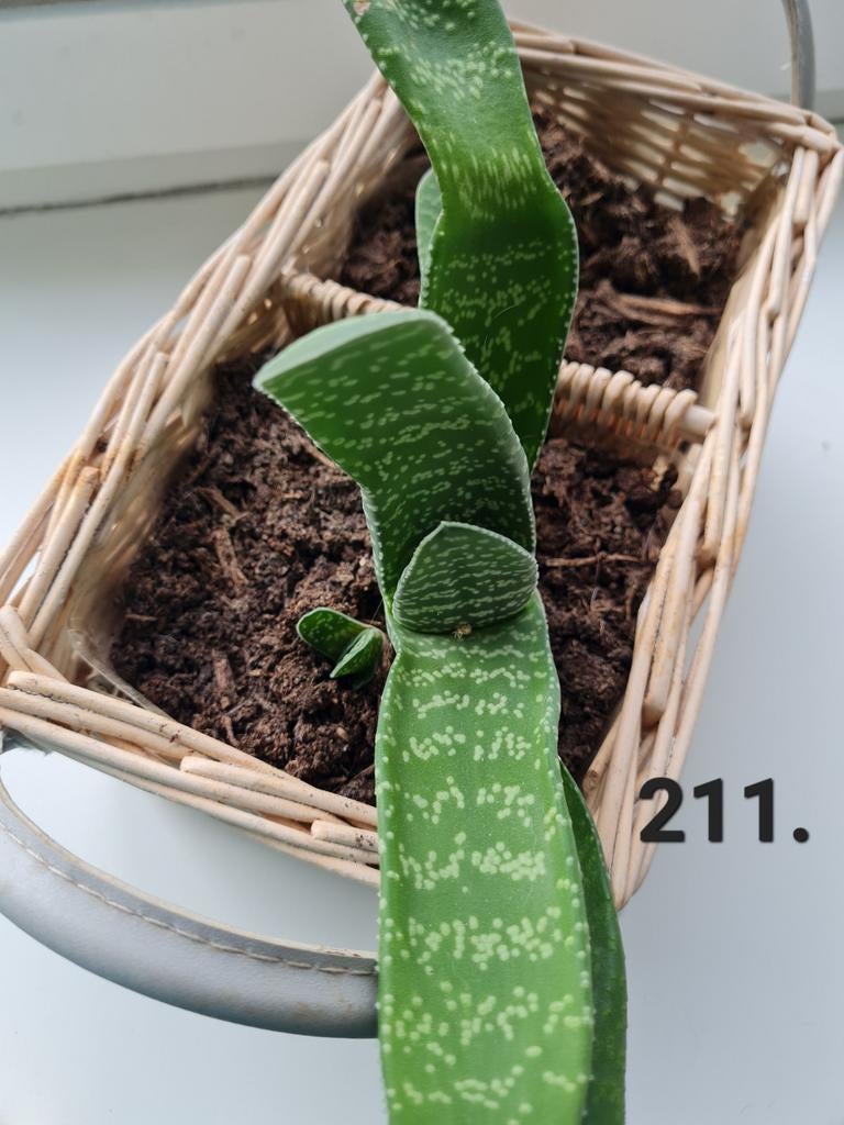 Gasteria inclusief bloembakje, Ophalen of Verzenden, Halfschaduw, Minder dan 100 cm