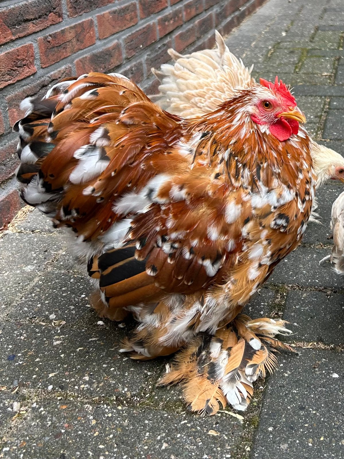 Cochin kriel haan porselein, Dieren en Toebehoren, Mannelijk, Kip