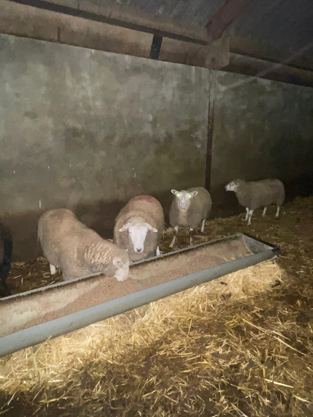 Schapen Lammeren, Dieren en Toebehoren, Meerdere dieren, Schaap