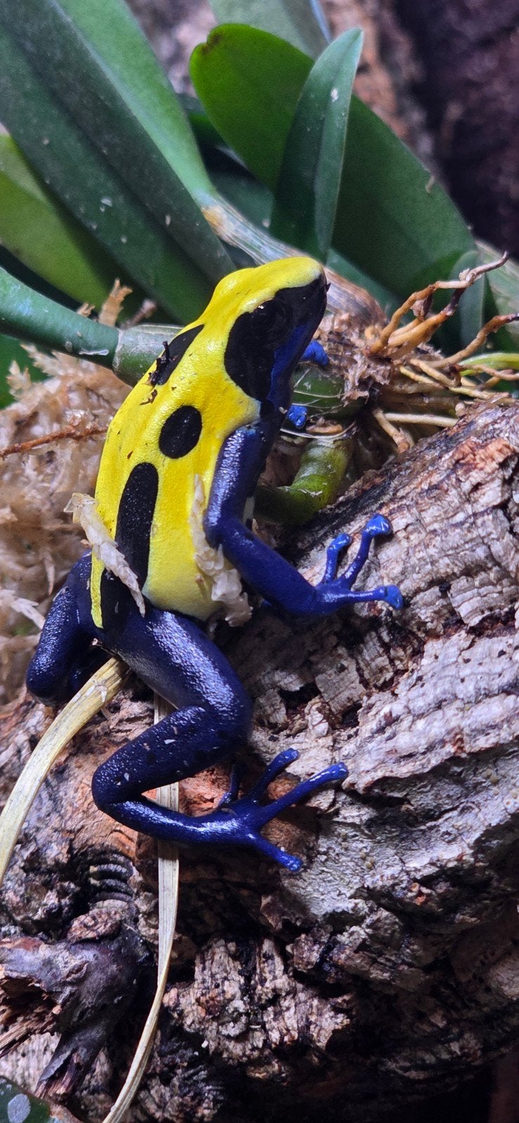 Gifkikker Frog - male for sale from Jeroen