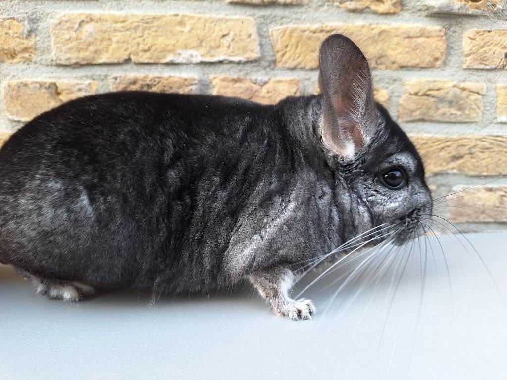 Chinchilla "Rock" goed huisje gezocht, Chinchilla, April, Mannelijk, Tam