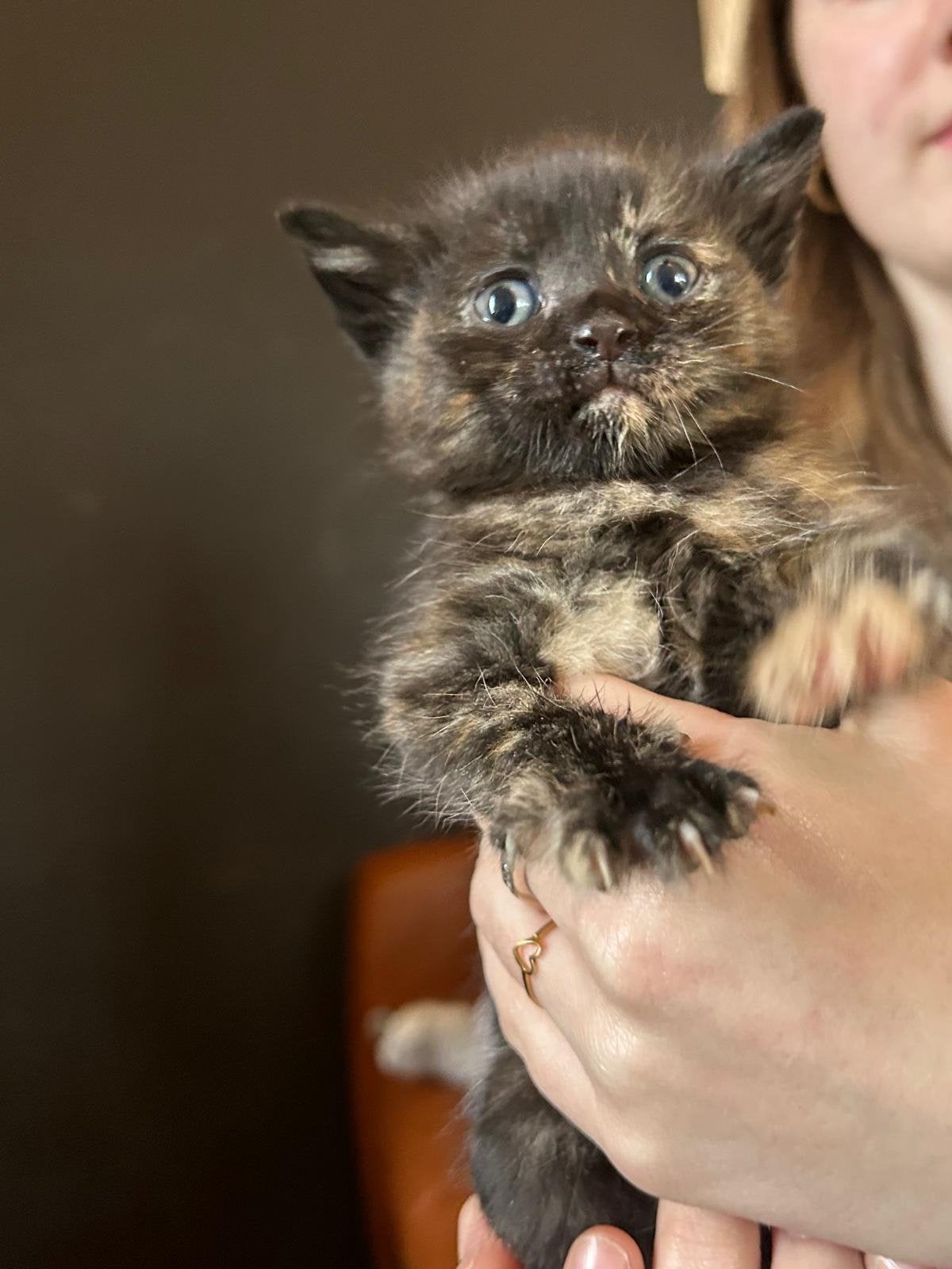Kittens (50% britse korthaar), Meerdere dieren