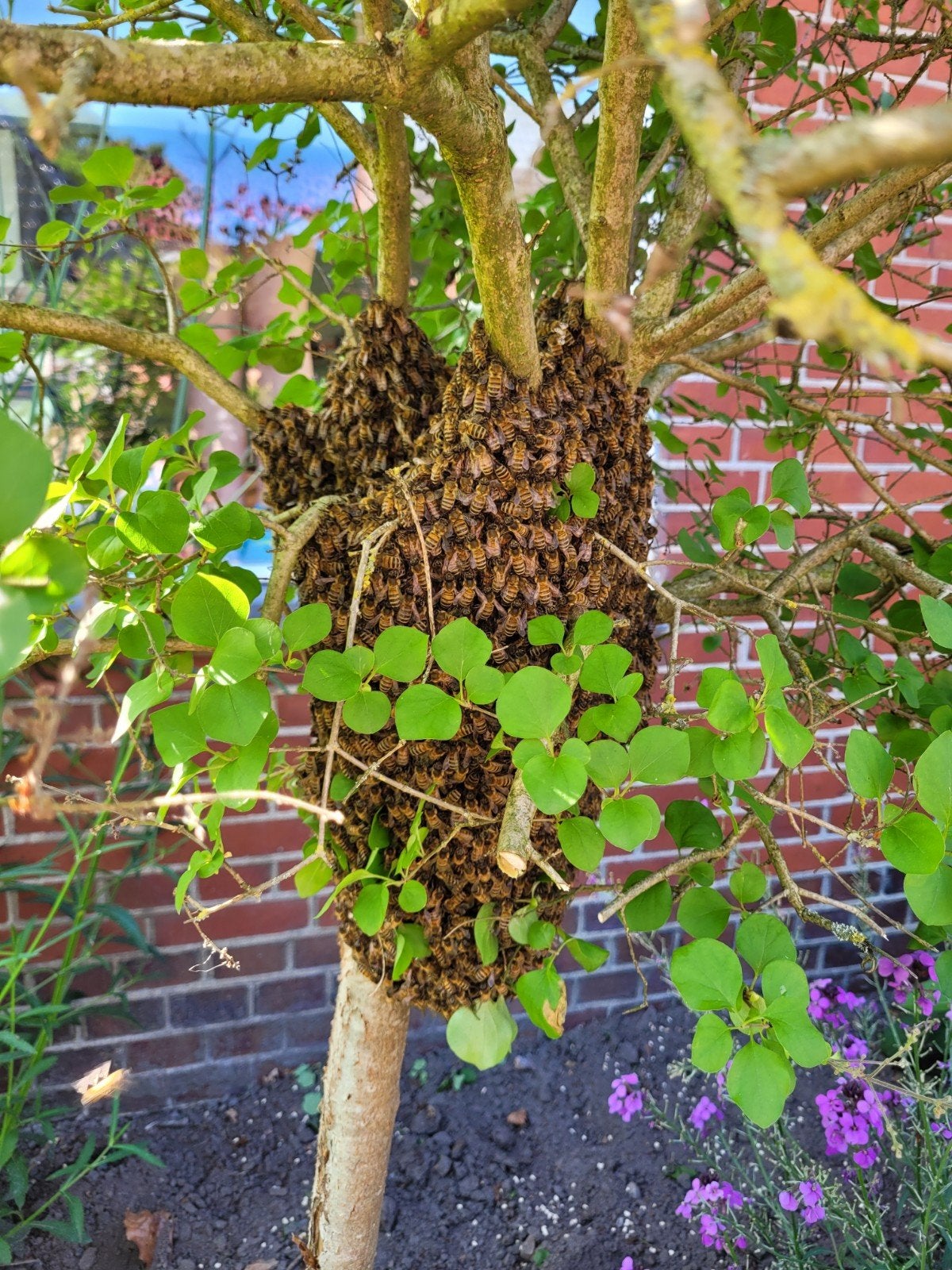 Imker haalt gratis uw bijen zwerm, Dieren en Toebehoren, Insecten en Spinnen, Bijen