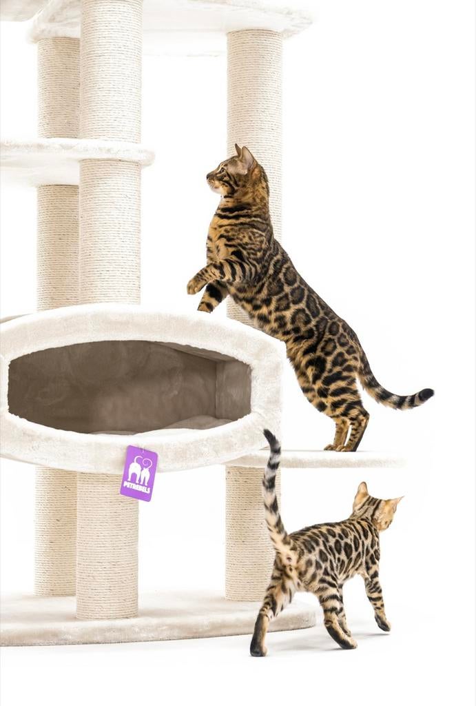 Prachtige bengaal dekkater met stamboom, 0 tot 2 jaar