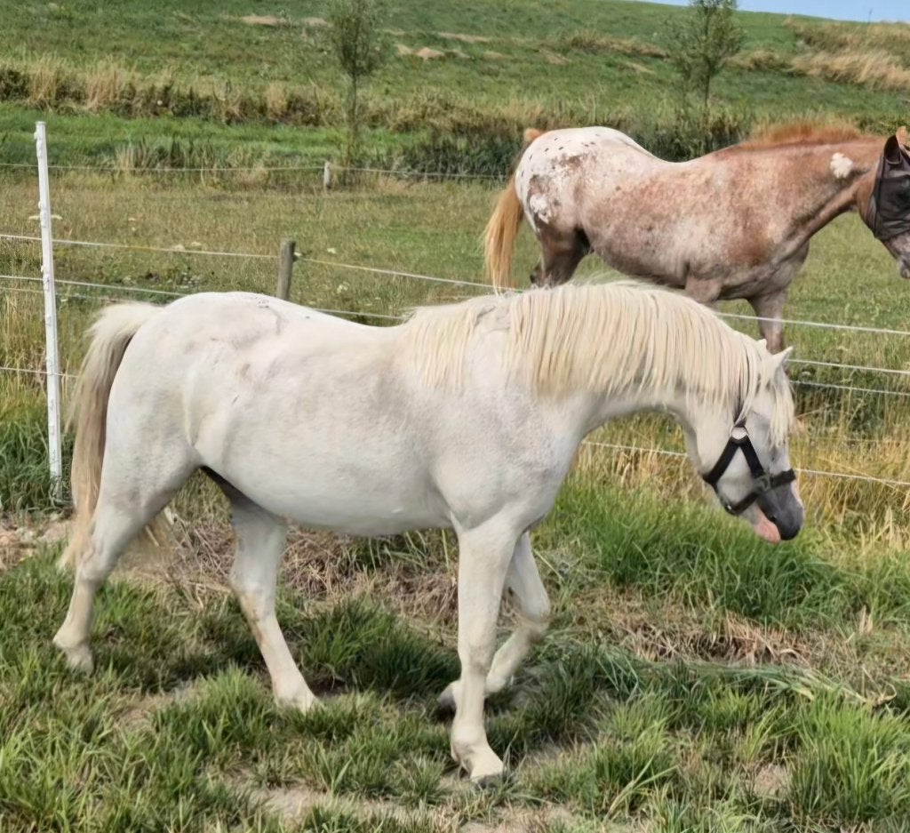 Mooie, brave en aanhankelijke 2 jarige merrie Welsh A, Merrie, Met stamboom, 0 tot 2 jaar, B pony (1.17m tot 1.27m)