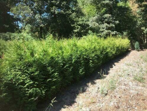Thuja Brabant, Ophalen, Conifeer, Haag, 100 tot 250 cm