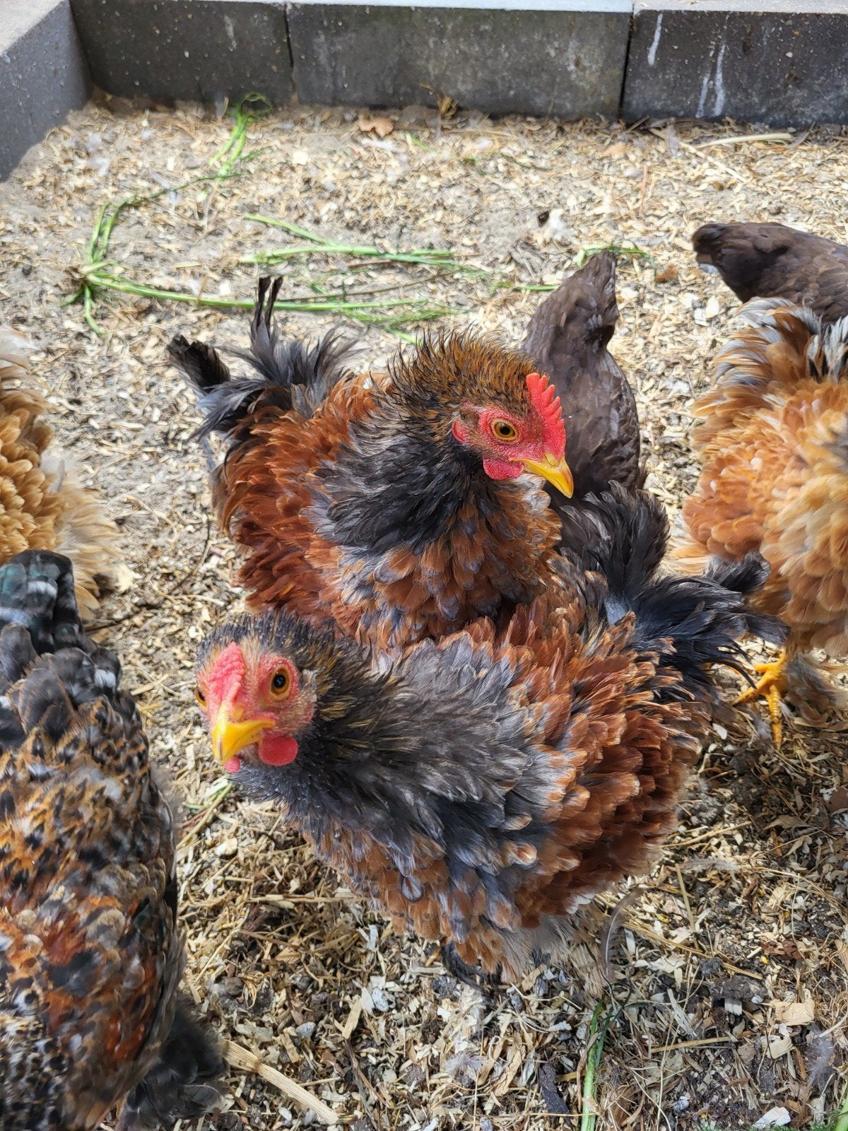 Jonge kippen, grote kuikens, 12 weken oud, Meerdere dieren, Kip