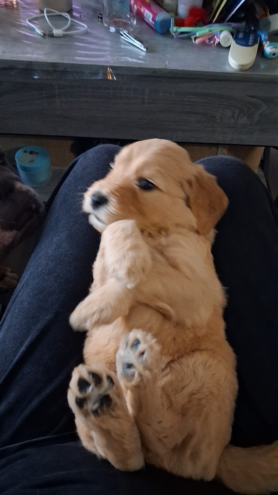 Mooie lieve labradoodle pups zoeken hun for ever home 🐾, Dieren en Toebehoren, Honden | Retrievers, Spaniëls en Waterhonden, Overige rassen