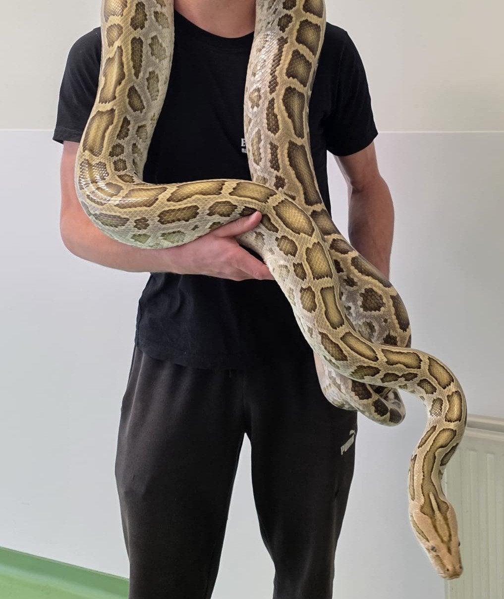 1.0 tijger python, zeer makkelijk., Dieren en Toebehoren, Slang, Tam, 3 tot 6 jaar