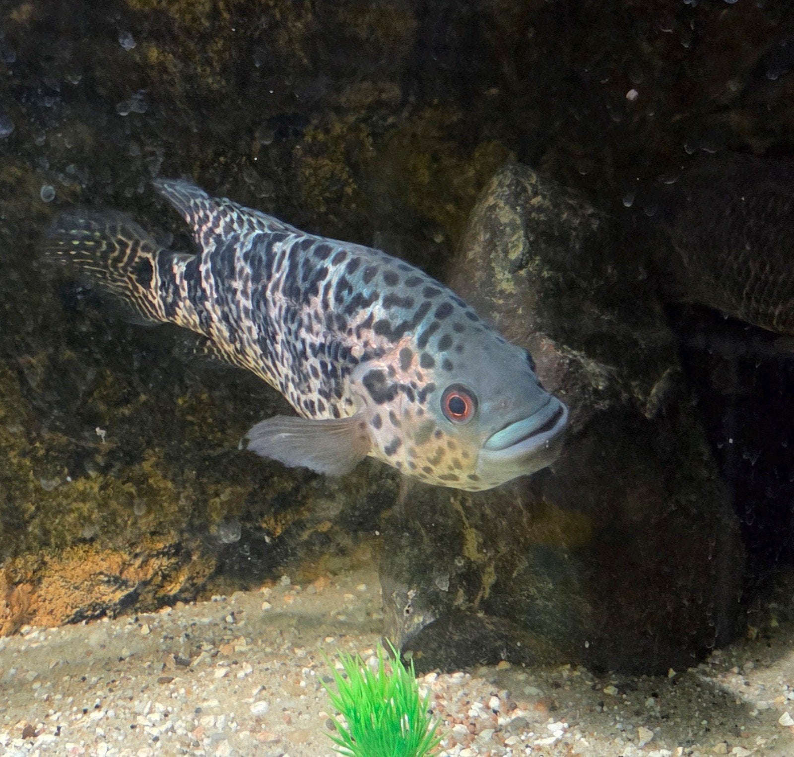 blauwe jaguar cichliden, Vis