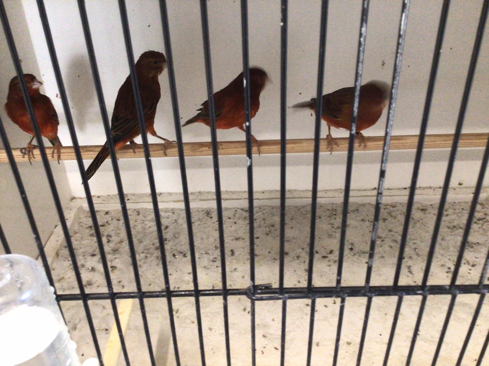 Vogels kanaaries, Dieren en Toebehoren, Meerdere dieren, Kleurkanarie