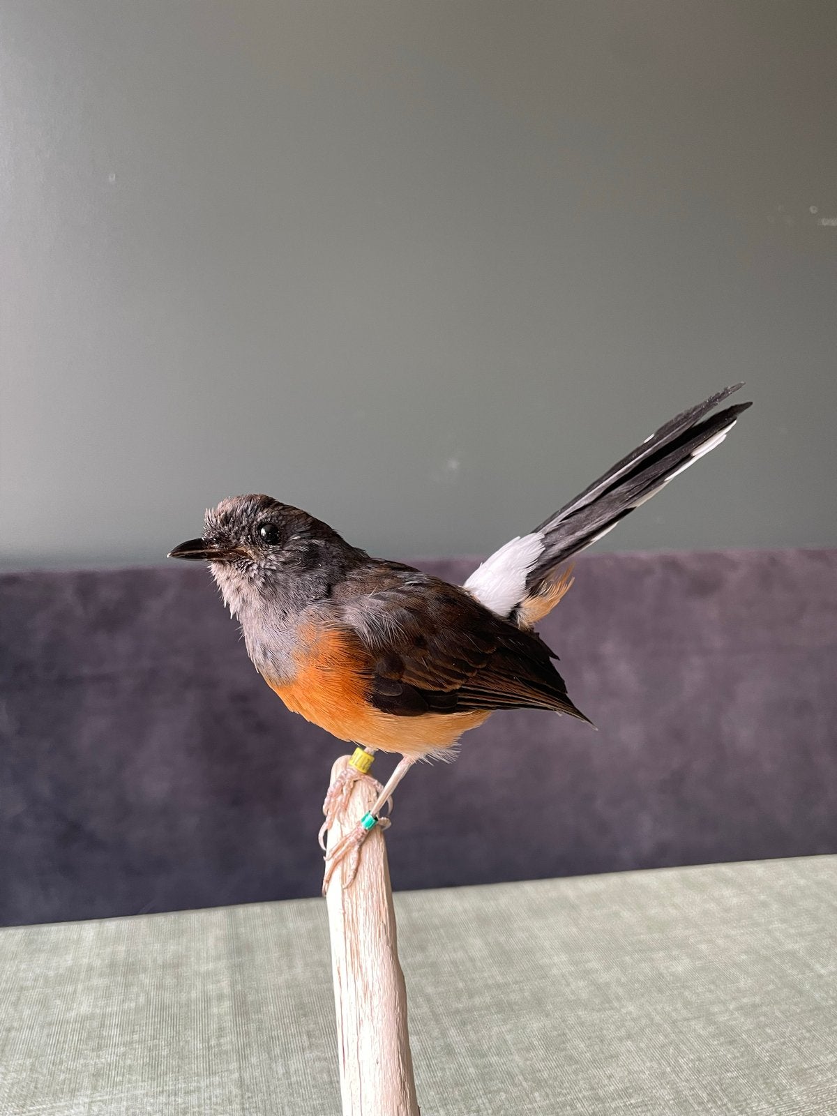 Opgezette schamalijster- taxidermie, Ophalen, Vogel, Opgezet dier