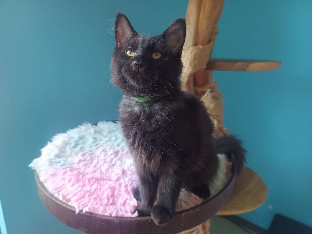 Maine Coon kittens inclusief stamboom, Dieren en Toebehoren, Katten en Kittens | Raskatten | Langhaar, Meerdere dieren, Met stamboom
