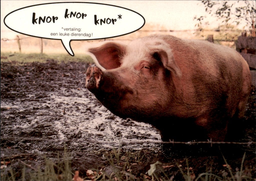 knor, knor, knor, dierendag, varken, Verzamelen, Ophalen of Verzenden, 1980 tot heden, Ongelopen, Overige soorten