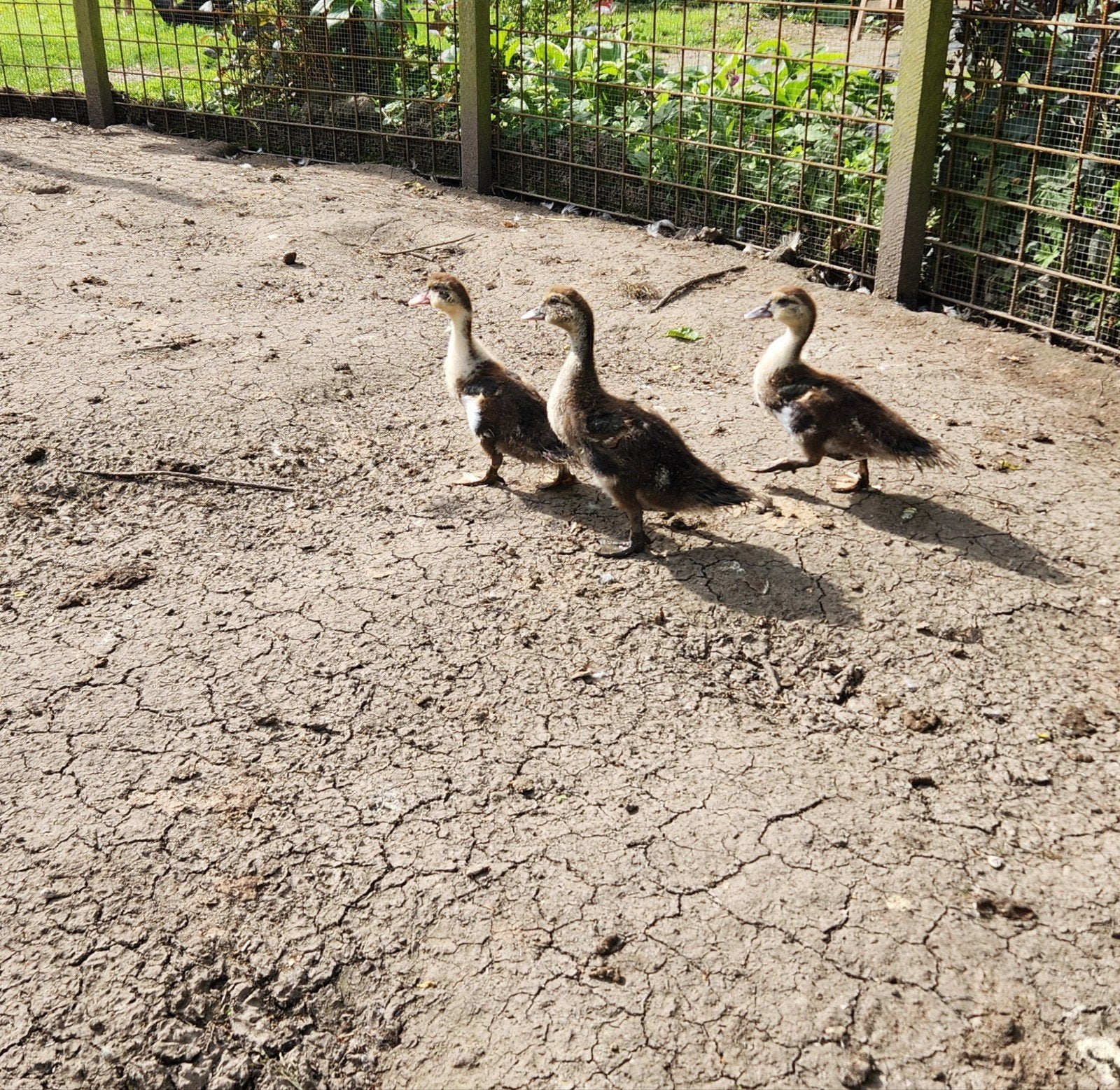 Muskuseend kuikens 3x, Dieren en Toebehoren, Geslacht onbekend, Eend