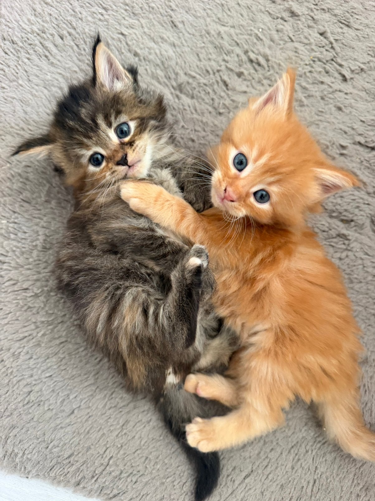 Maine coon kittens x siberische boskat, Meerdere dieren, Gechipt, 0 tot 2 jaar