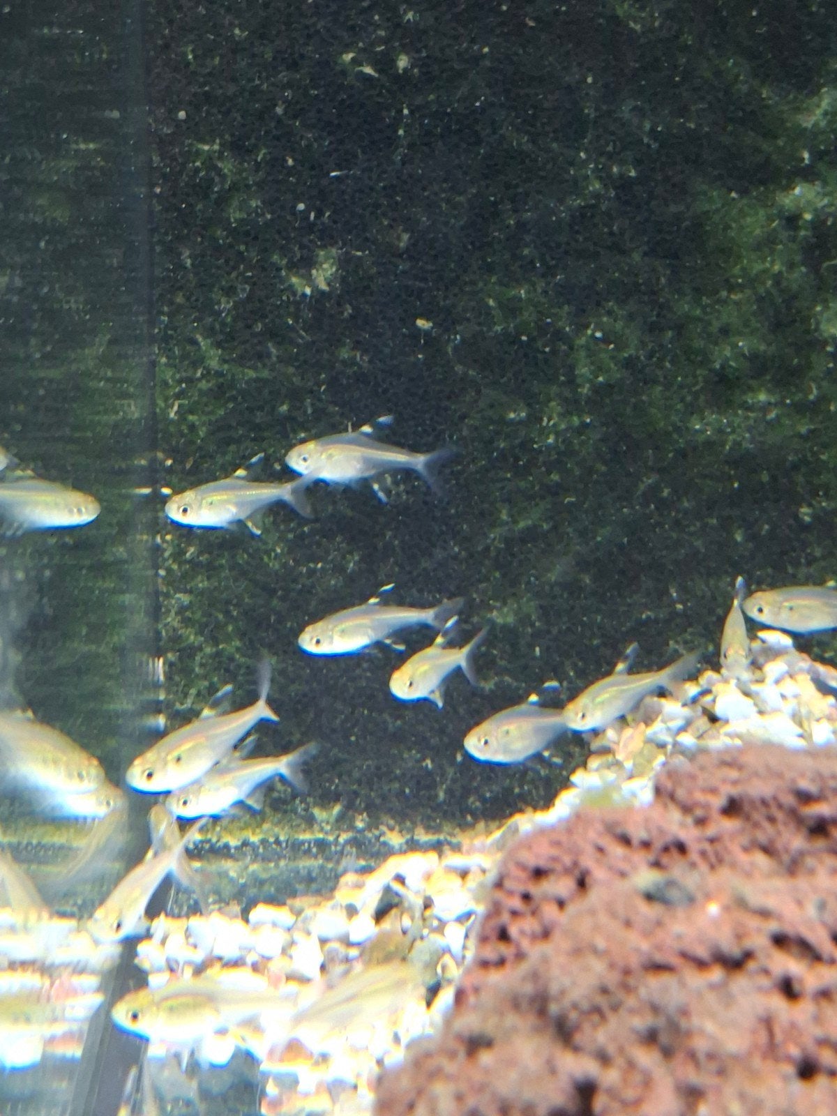 Stervlek zalm, Vis