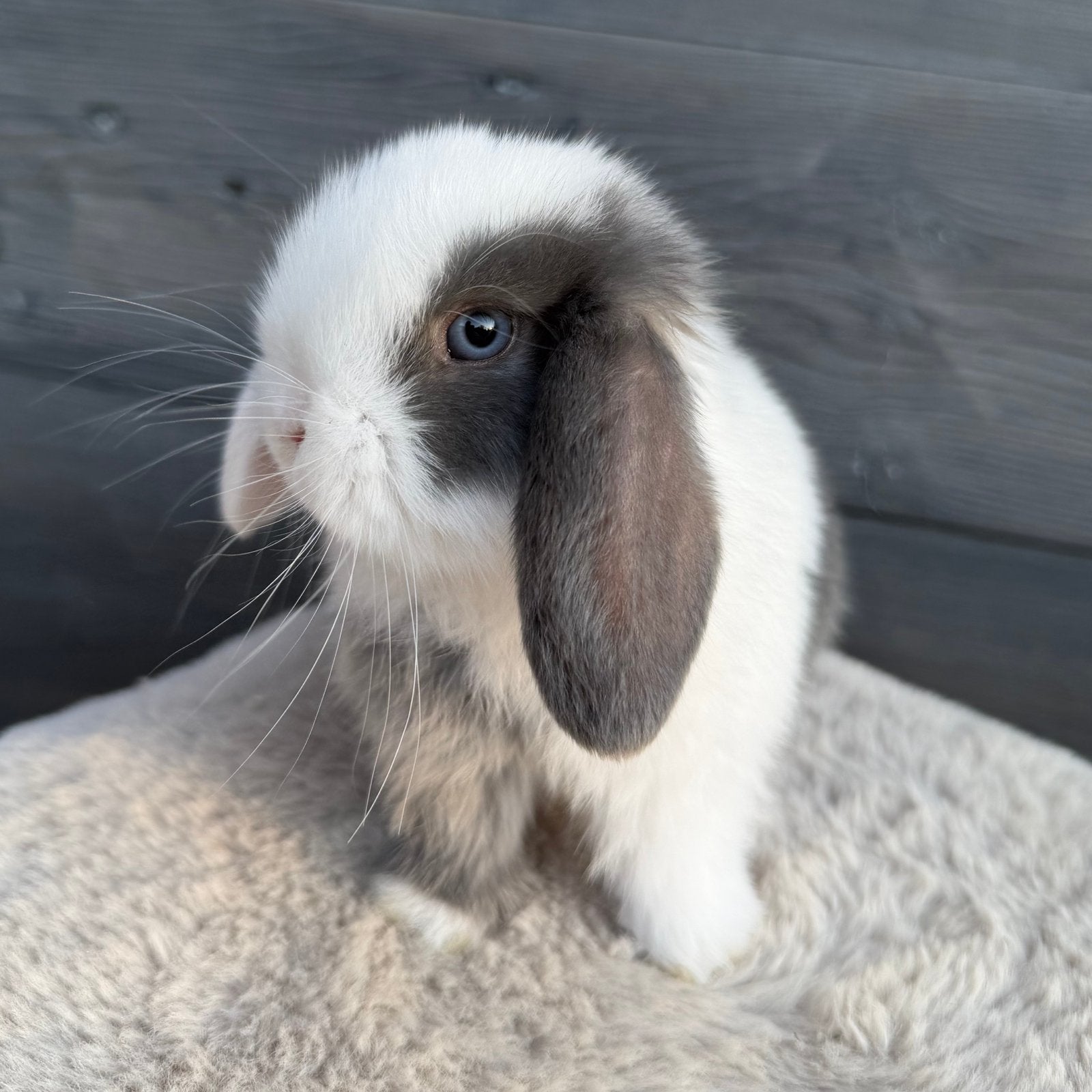 Lieve raszuivere minilop baby konijntjes, Meerdere dieren, Dwerg