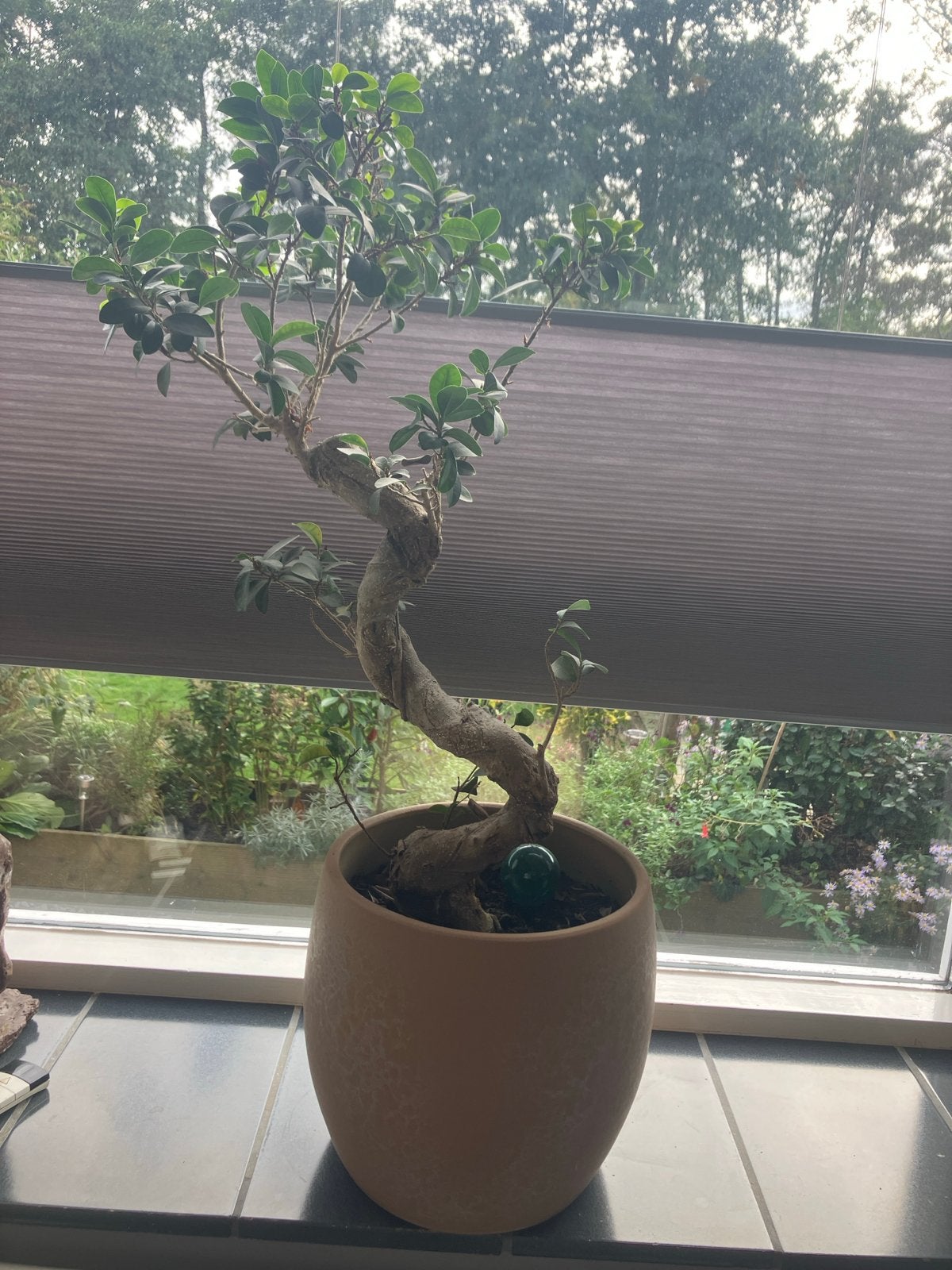Bonsai ficus ginseng in Mika bloempot - 85cm, Huis en Inrichting, Ophalen, Halfschaduw, In pot, Minder dan 100 cm
