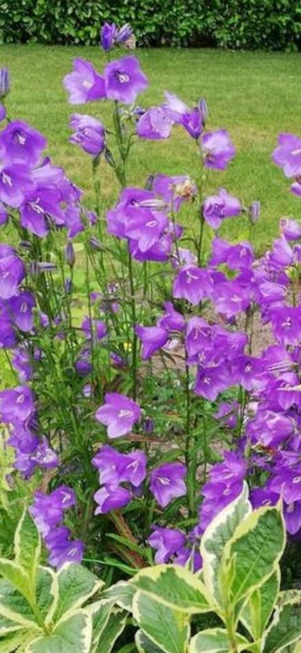 Te koop vaste plant Campanula Klokjesbloem, Ophalen, Overige soorten, Halfschaduw