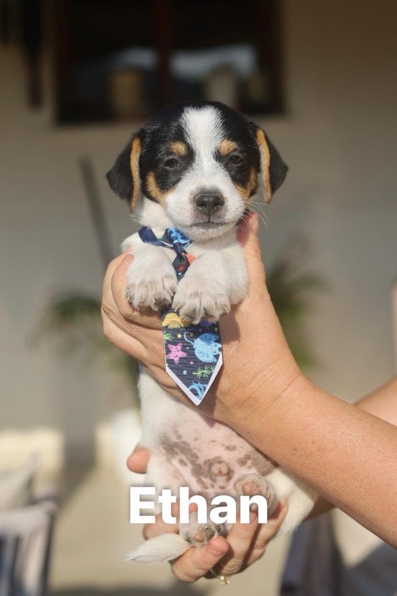 lieve Ethan, 15 weken tot 1 jaar, Buitenland, Eén hond, CDV (hondenziekte)
