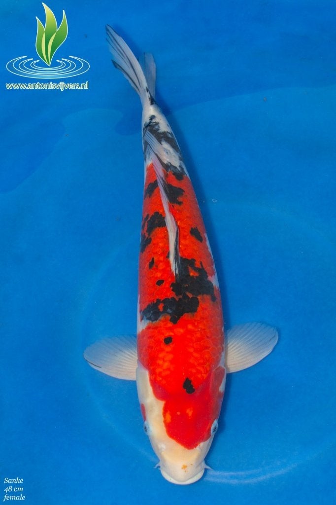 Aka Sanke Female, Karper of Koi