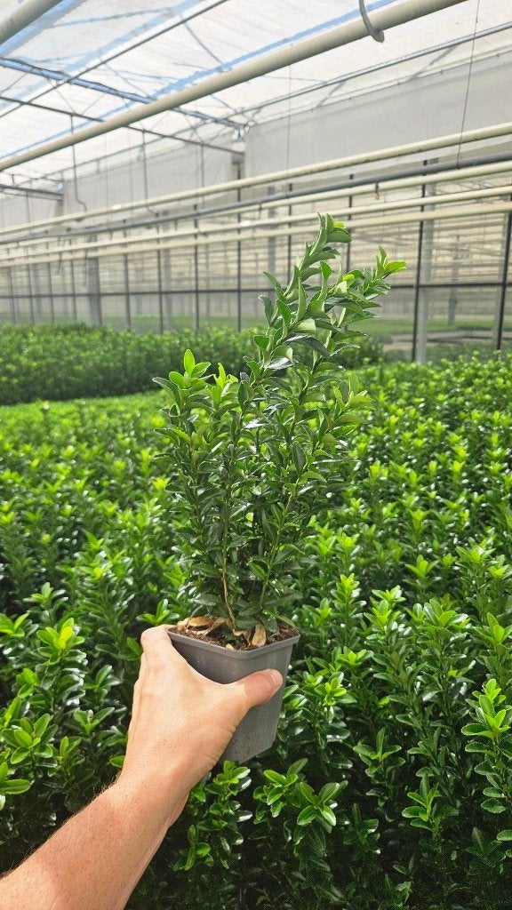 Euonymus Green Spire - kardinaalsmuts - buxus vervanger, Ophalen of Verzenden, Buxus, Haag, Minder dan 100 cm