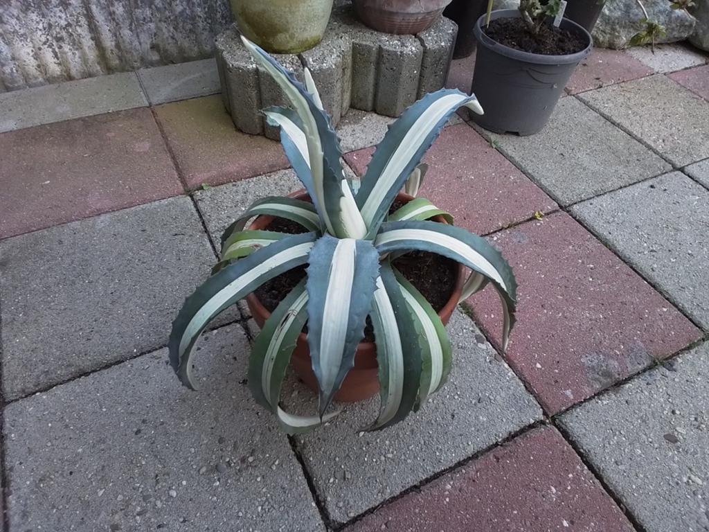 Mooie Agave, Ophalen of Verzenden, Bloeit niet, Overige soorten, Volle zon
