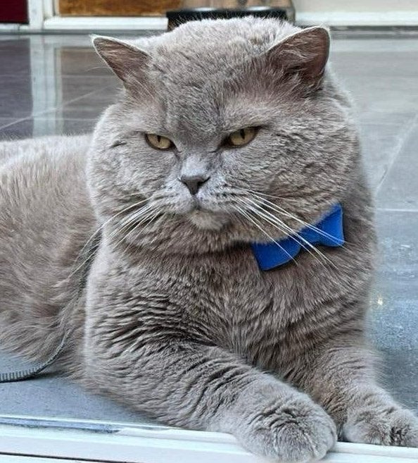 Dekkater Britse korthaar.Pati, Dieren en Toebehoren, Katten en Kittens | Dekkaters