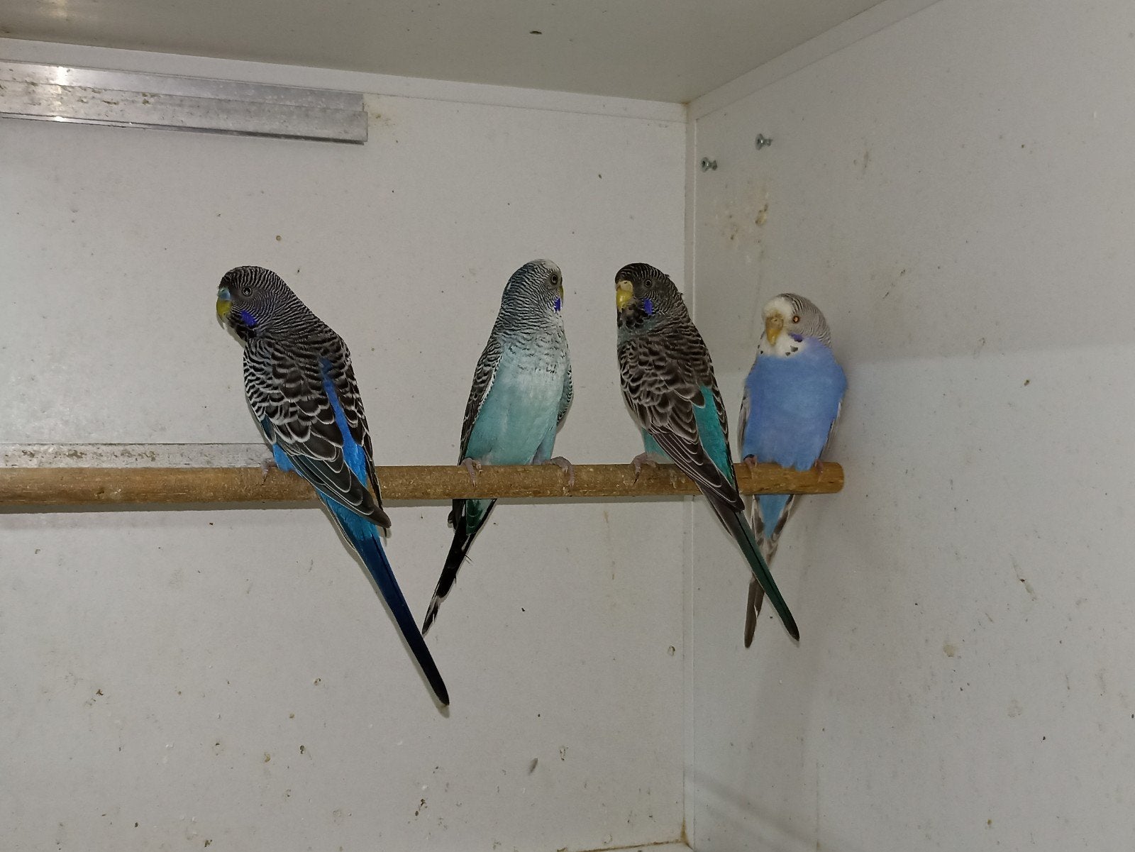 Diverse grasparkieten, Meerdere dieren, Parkiet