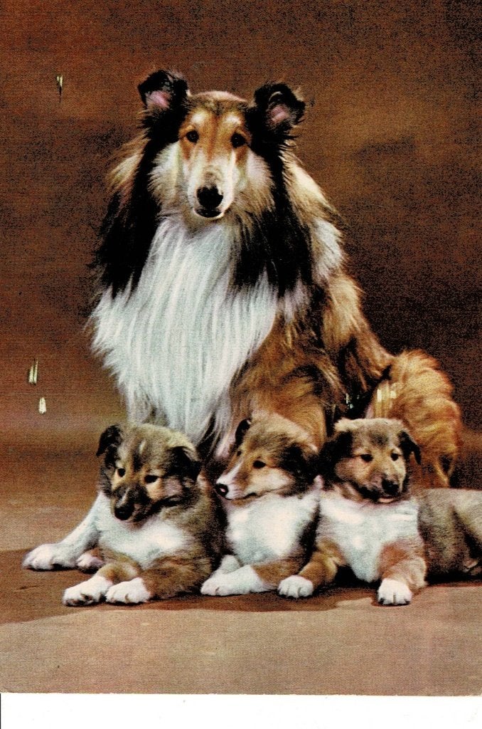 Vintage foto van Collie hond met puppy's, Ophalen of Verzenden, 1960 tot 1980, Gelopen, Hond of Kat