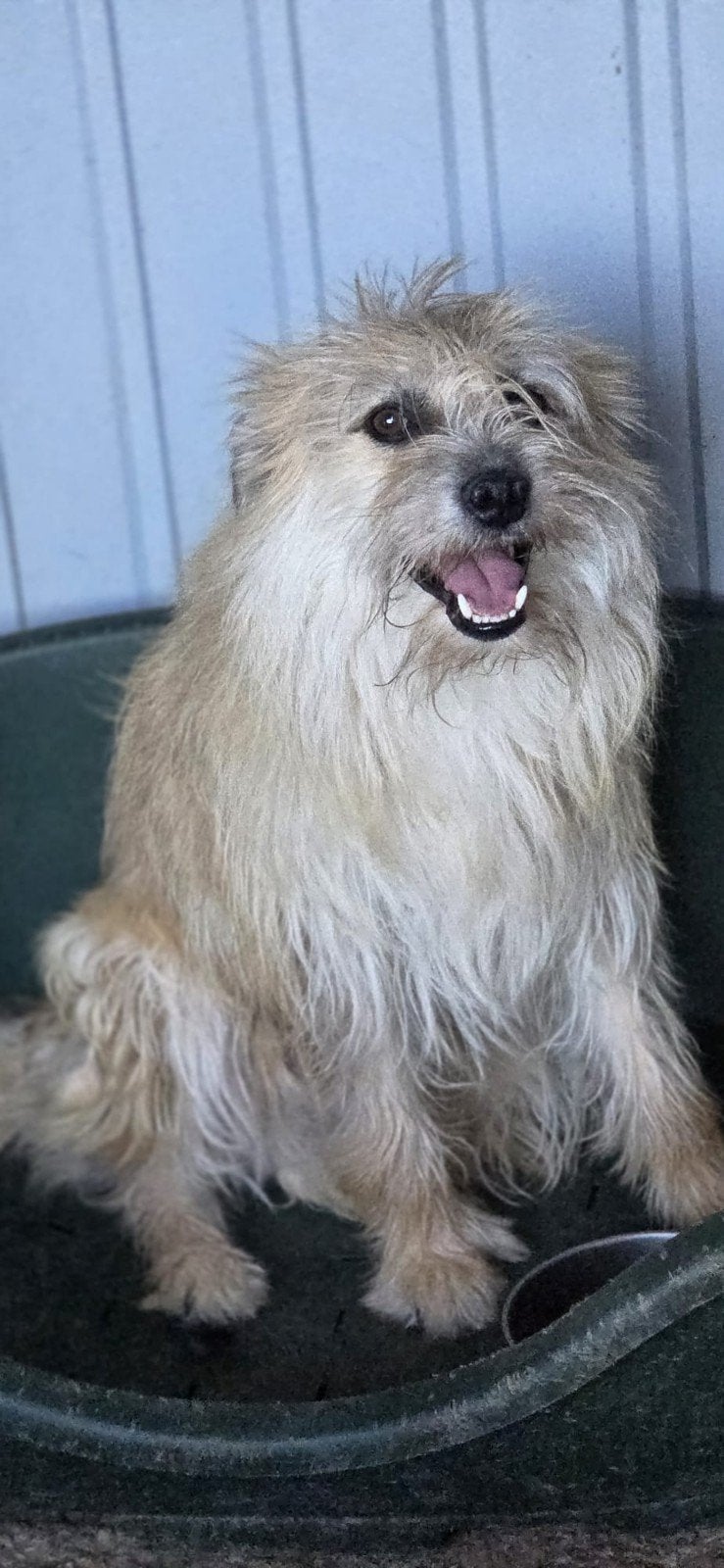 Topolog zoekt een baasje, Dieren en Toebehoren, Buitenland, Eén hond, CDV (hondenziekte), Reu