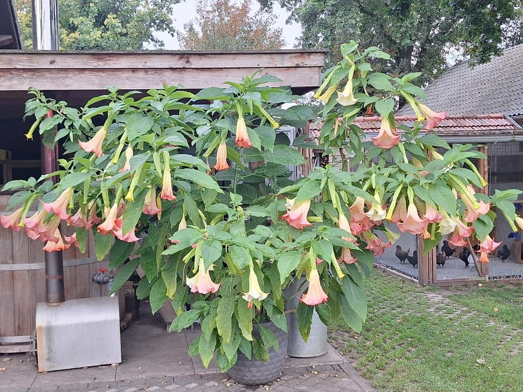 Brugmansia trompetbloem kuipplant stekken roze en donkergeel, Tuin en Terras, Ophalen, Overige soorten, Volle zon
