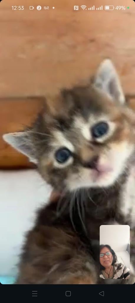 kittens te koop150€/stuk, Poes