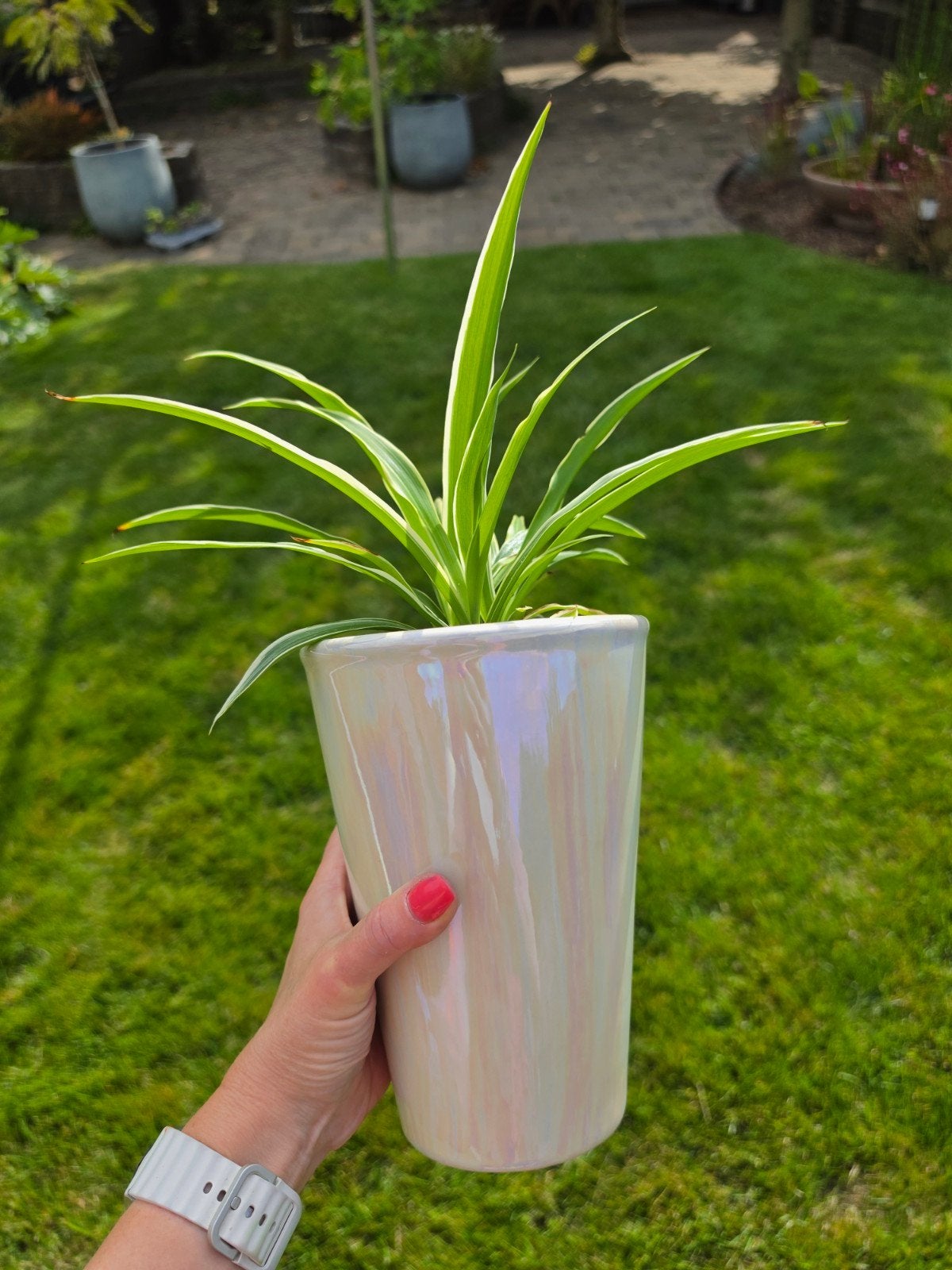 Graslelie (Chlorophytum) in parelmoer pot, Ophalen, Overige soorten, Halfschaduw, In pot