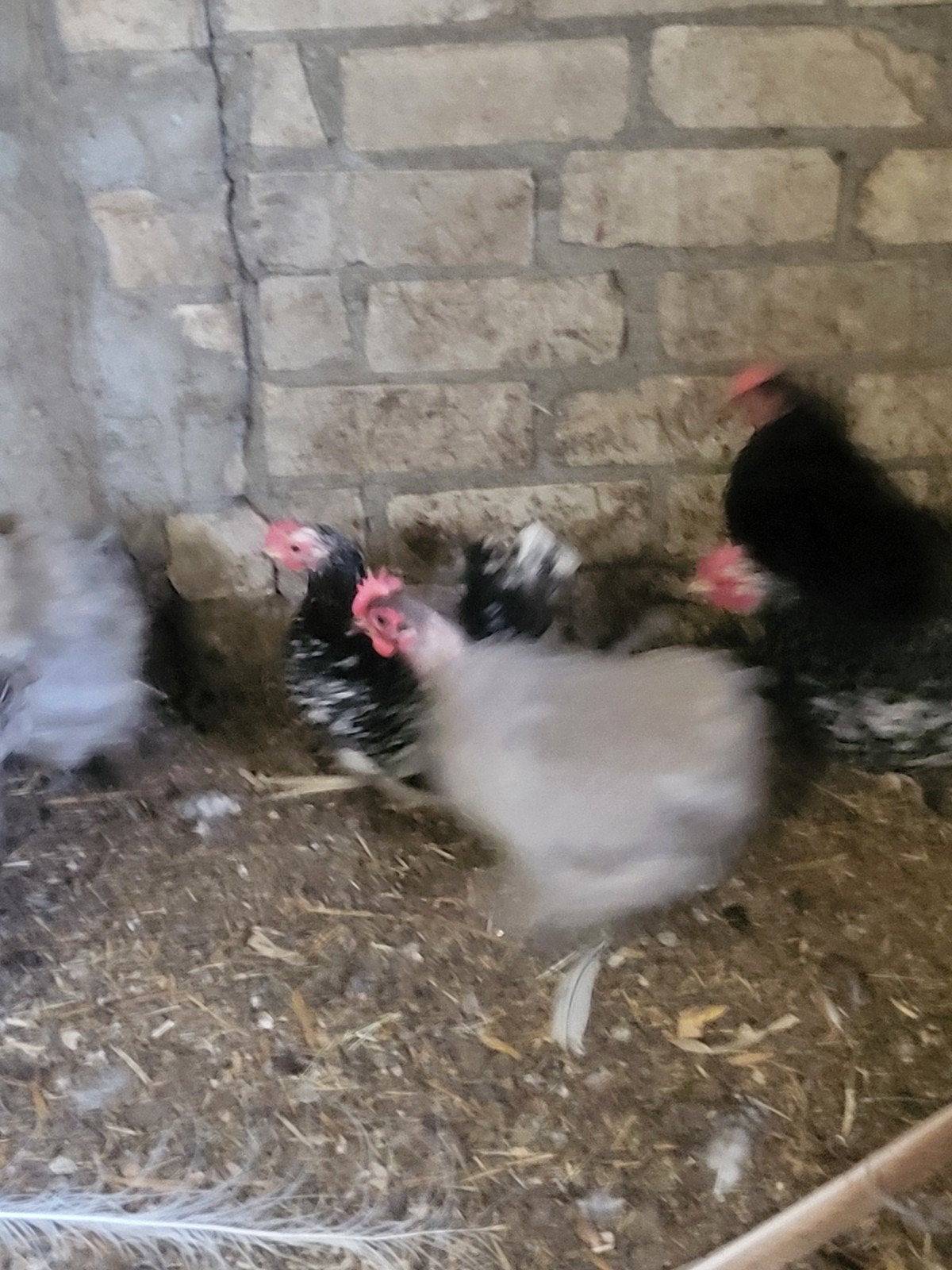 krielkippen, Meerdere dieren, Kip