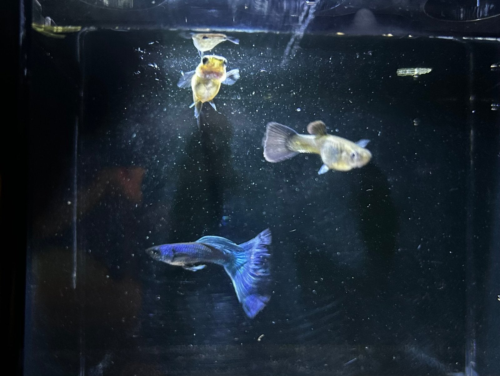 Blauwe guppen te koop (blue moscow), Dieren en Toebehoren, Vissen | Aquariumvissen, Vis, Zoetwatervis