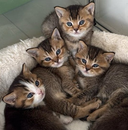 Shaded & Tabby british short hair kittens LAATSTE 2, Ingeënt