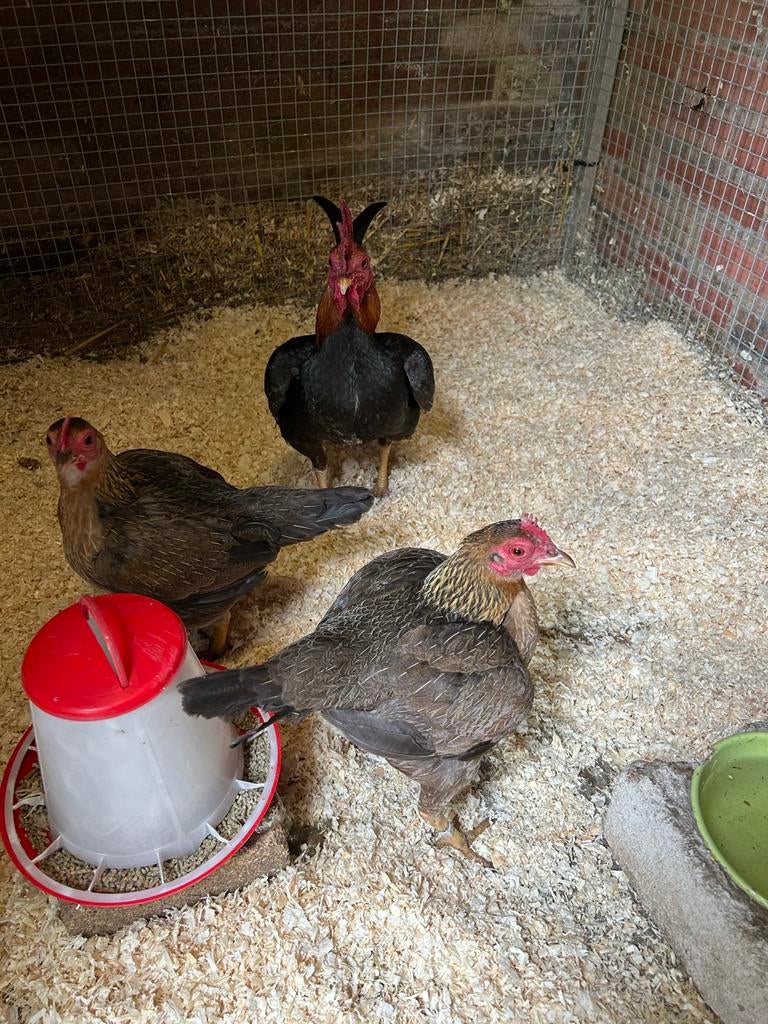 Trio oud Engelse Vechtkrielen,, Meerdere dieren, Kip