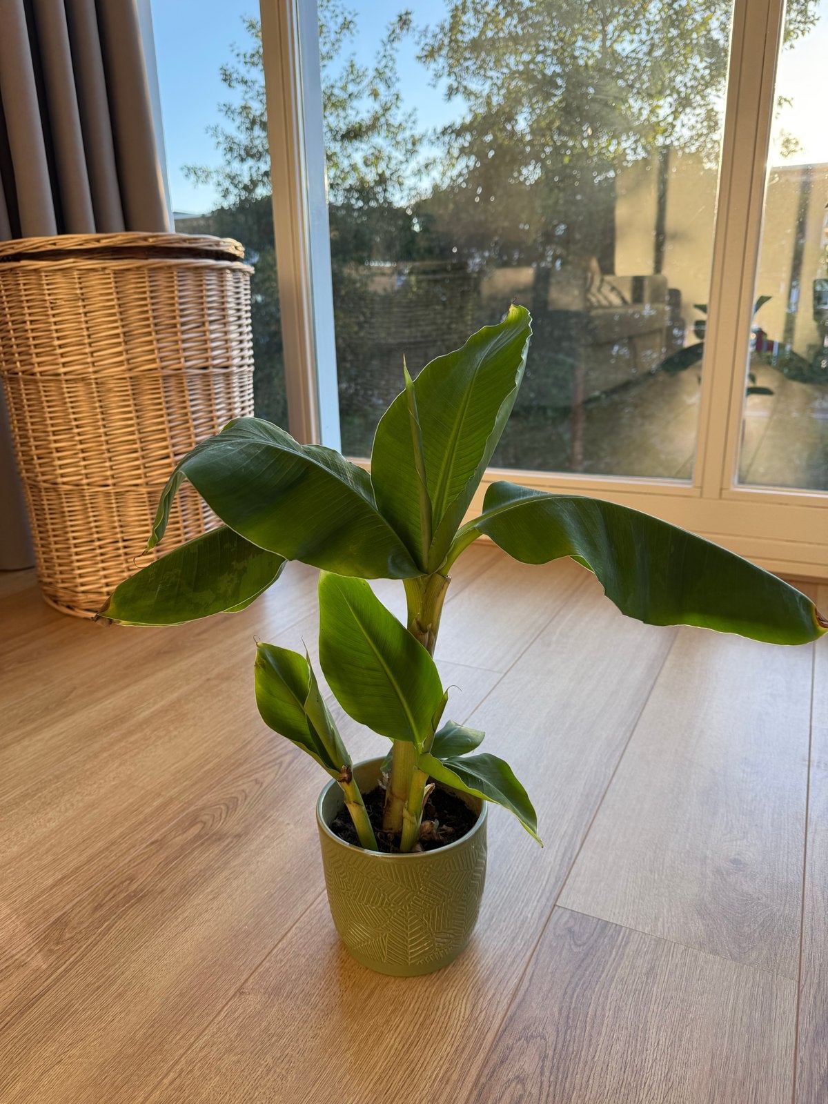 Mooie kamerplant met pot, Ophalen, Overige soorten, Halfschaduw, In pot