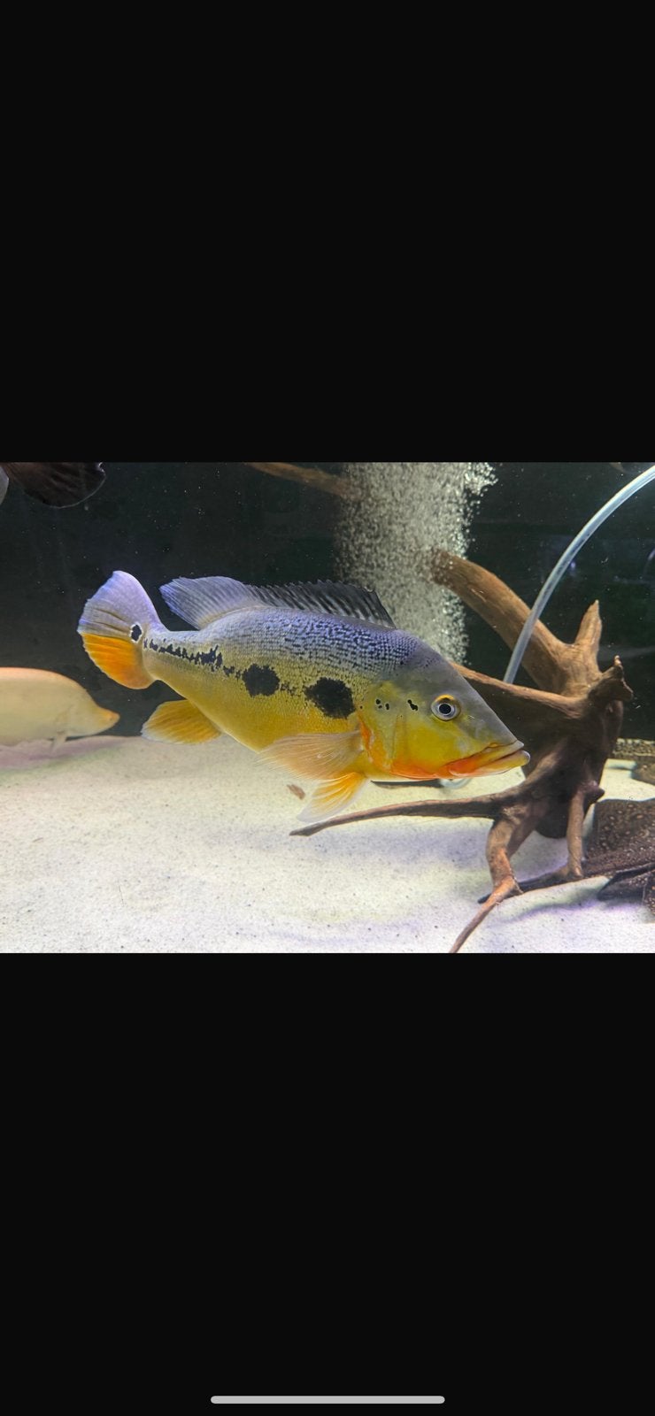 Cichla fogo, Vis, Zoetwatervis