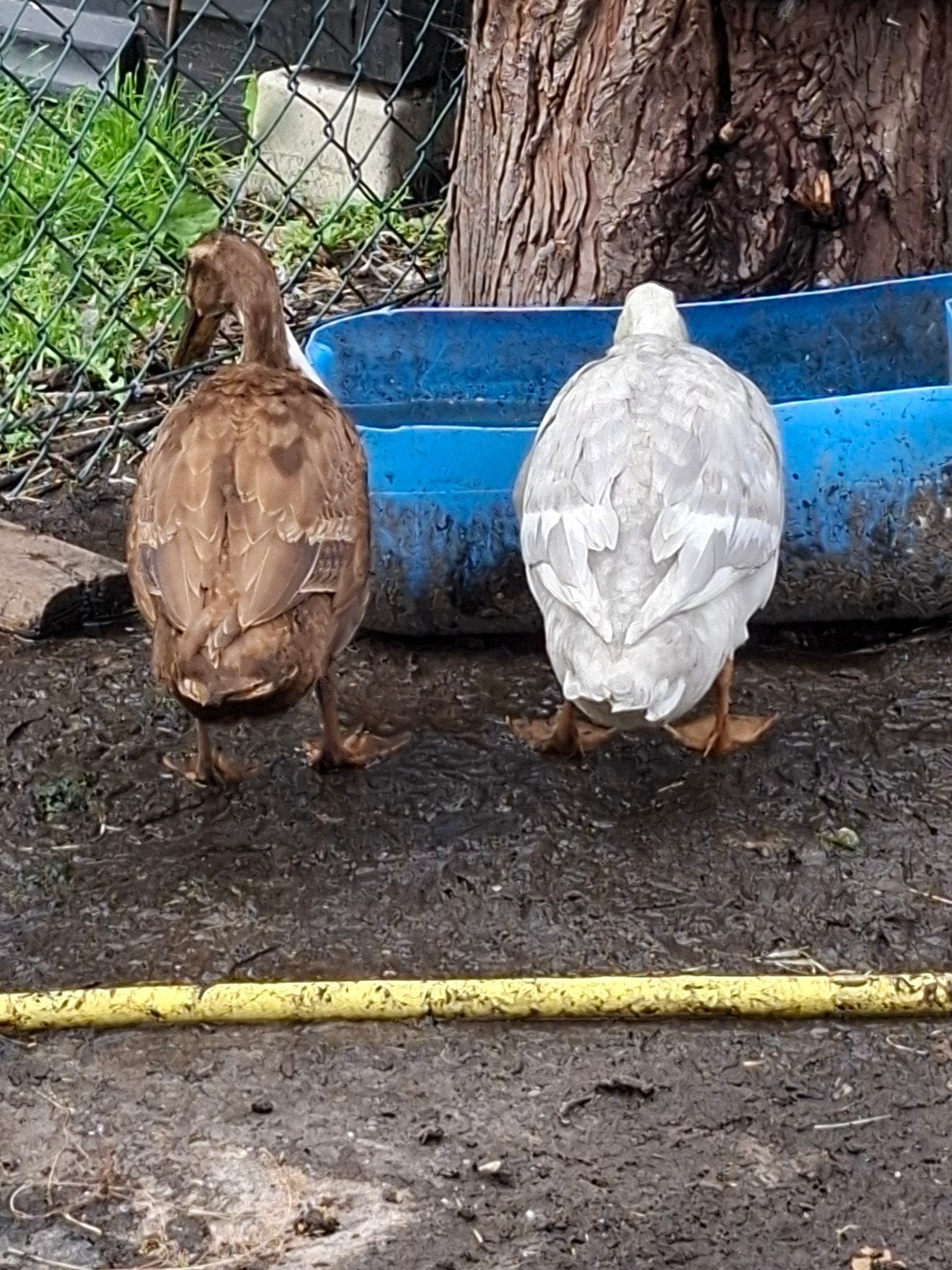 loopeenden, Dieren en Toebehoren, Pluimvee, Meerdere dieren, Eend