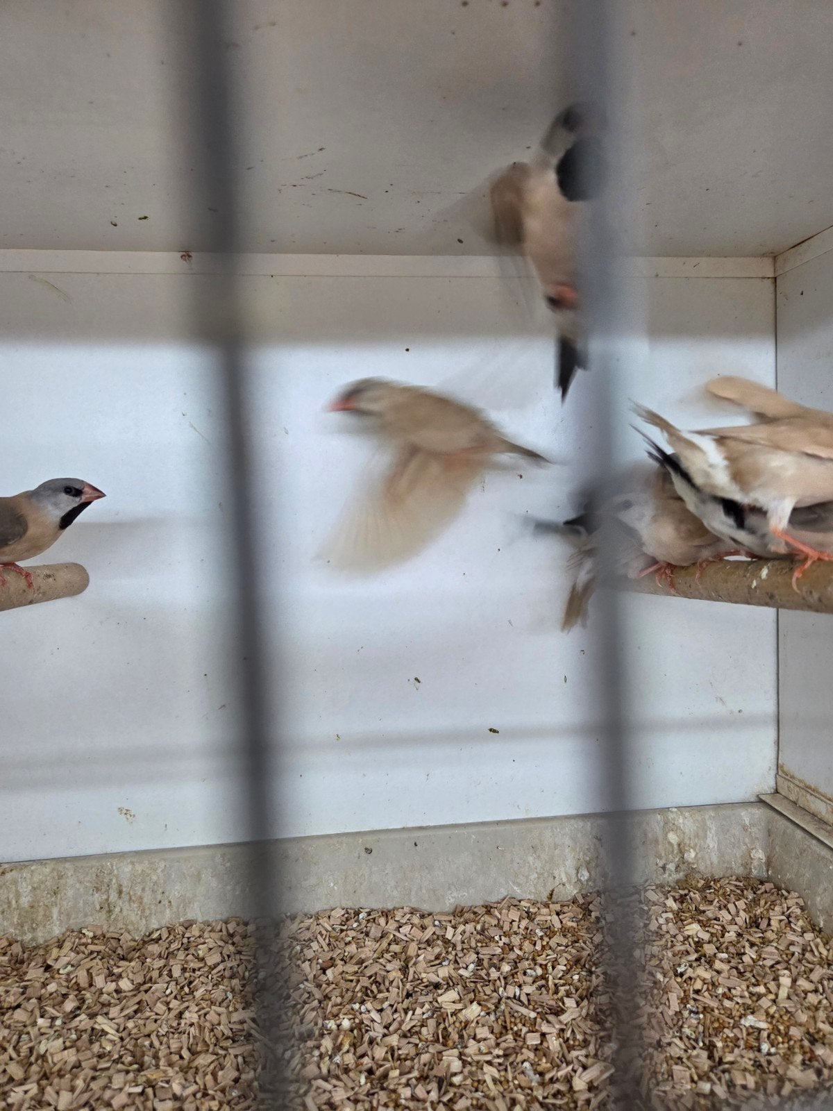 Diverse tropen voliere vogels, Dieren en Toebehoren, Vogels | Overige Vogels, Meerdere dieren