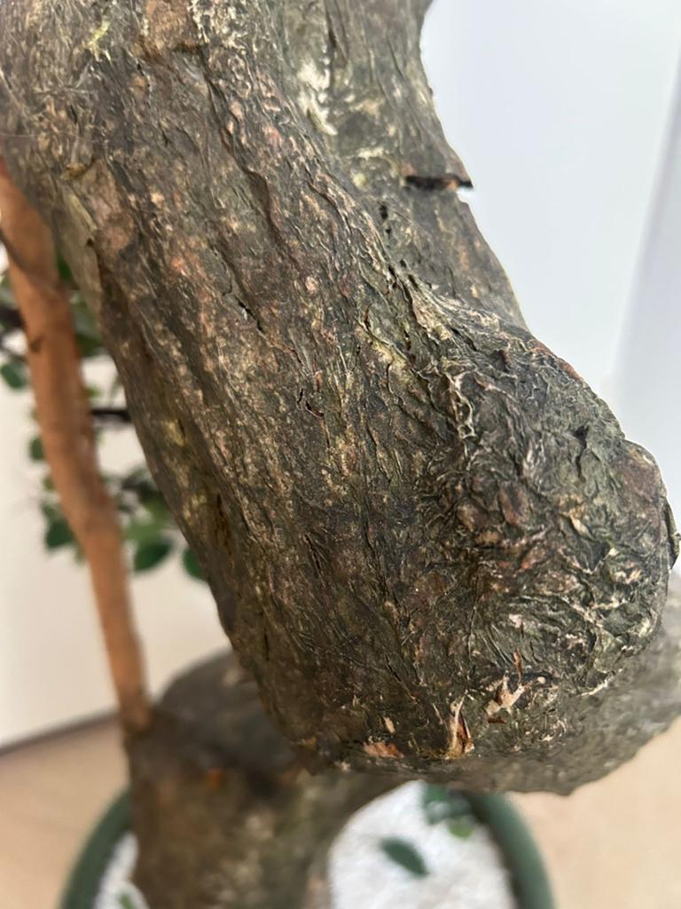 Prachtige kunst bonsai ficus in Chinese pot, Ophalen of Verzenden