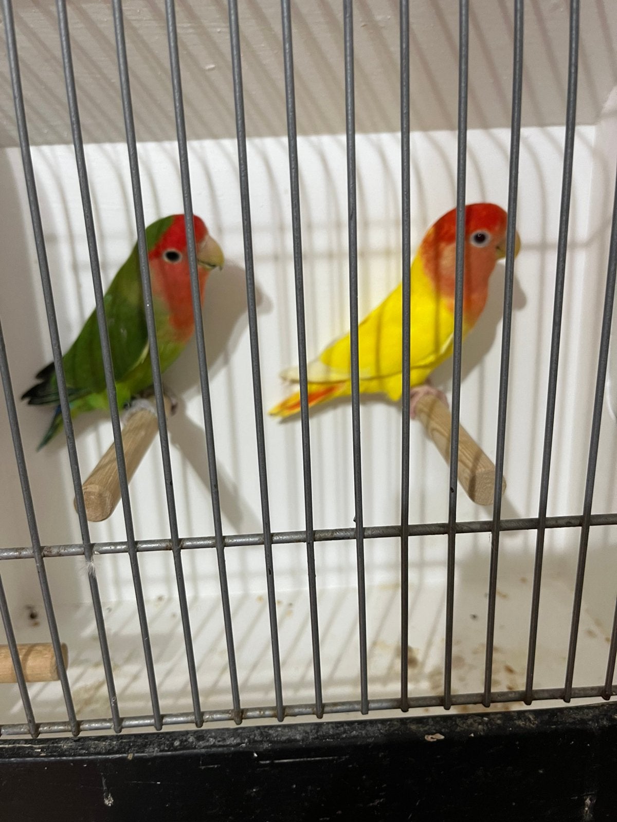 Bewezen Koppel Roseicollis 2022 Geringd., Meerdere dieren, Dwergpapegaai of Agapornis, Geringd