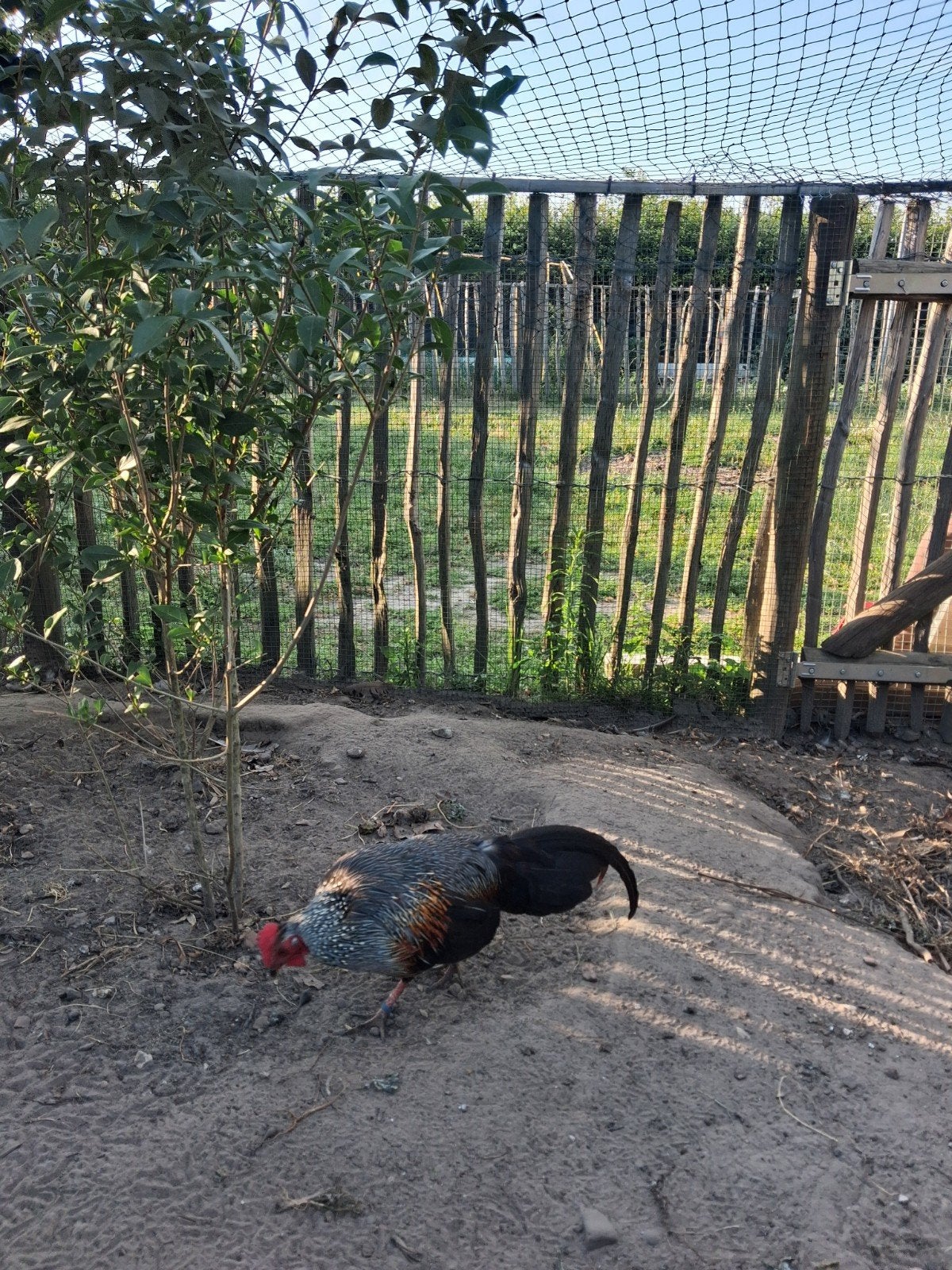 Sonnerath hoen 3x hen 2x haan plus 3 jongen, Dieren en Toebehoren, Pluimvee, Meerdere dieren, Kip