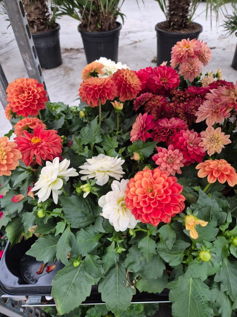 Dahlia's, Ophalen, Overige soorten, Volle zon